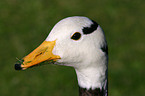 Bar-headed goose