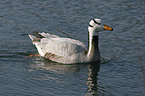 Bar-headed goose