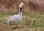 bar-headed goose