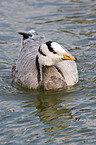 bar-headed goose