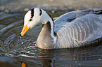 bar-headed goose