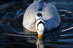 bar-headed goose