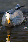 bar-headed goose