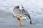 bar-headed goose