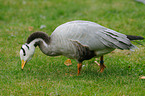 bar-headed goose