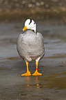 bar-headed goose