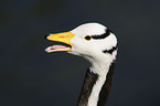 bar-headed goose