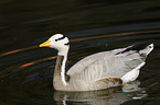 bar-headed goose