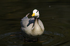 bar-headed goose