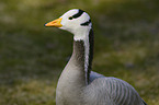 bar-headed goose