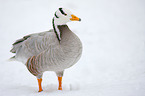 bar-headed goose