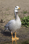 bar-headed goose