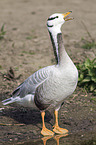 bar-headed goose