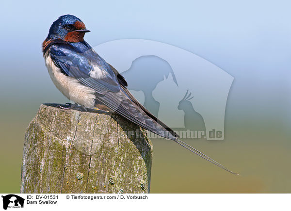 Barn Swallow / DV-01531