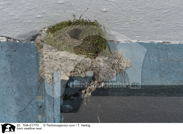 Rauchschwalbennest / barn swallow nest / THA-01770