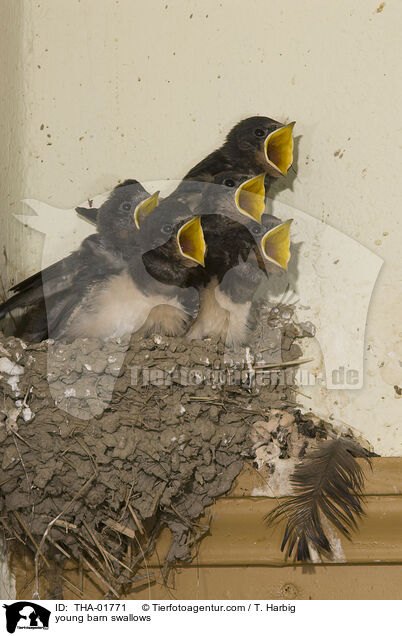 young barn swallows / THA-01771