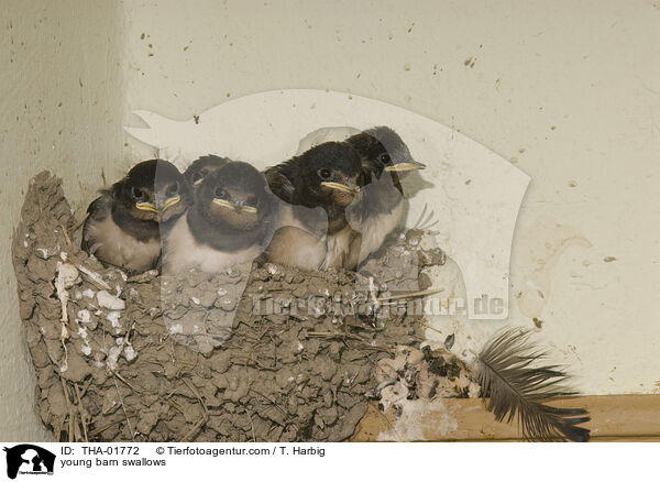 junge Rauchschwalben / young barn swallows / THA-01772