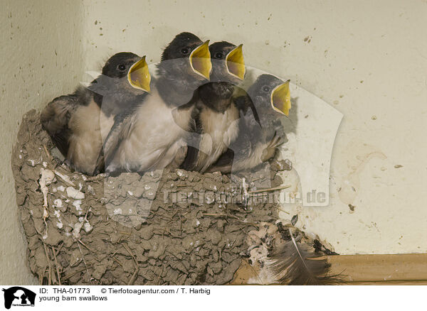 junge Rauchschwalben / young barn swallows / THA-01773