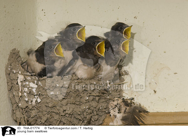 junge Rauchschwalben / young barn swallows / THA-01774