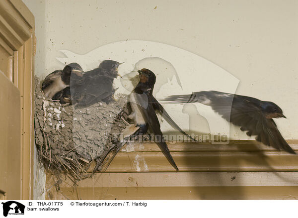 Rauchschwalben / barn swallows / THA-01775