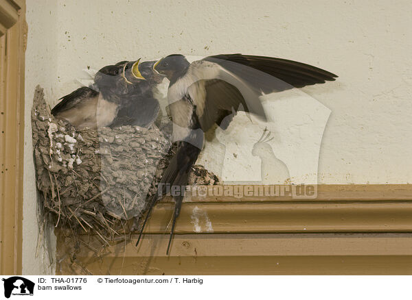 Rauchschwalben / barn swallows / THA-01776