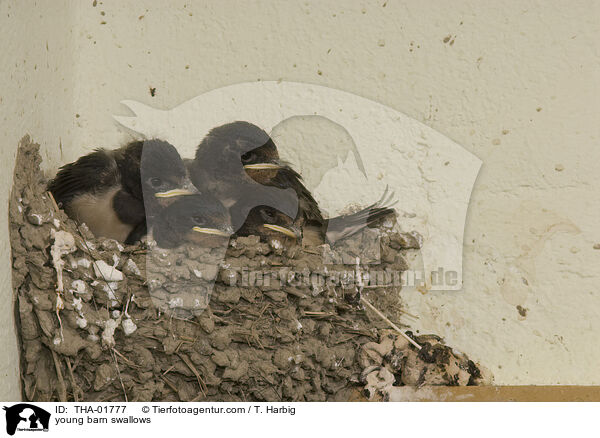 junge Rauchschwalben / young barn swallows / THA-01777