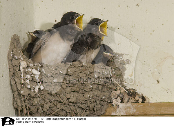 young barn swallows / THA-01778