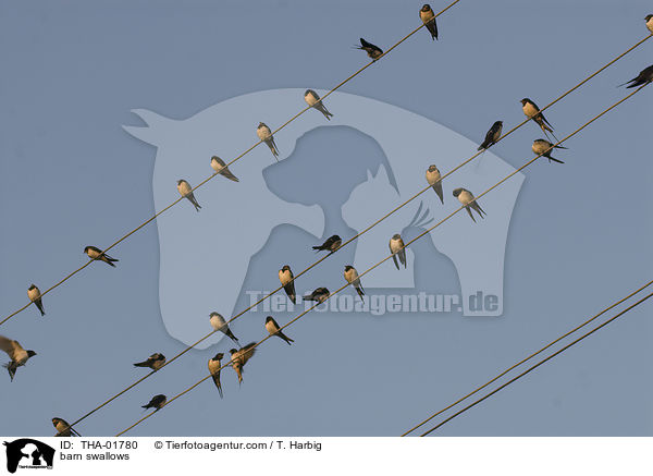 barn swallows / THA-01780
