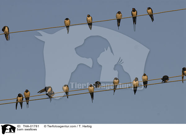 barn swallows / THA-01781