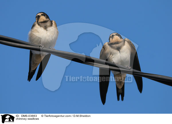 chimney swallows / DMS-03663