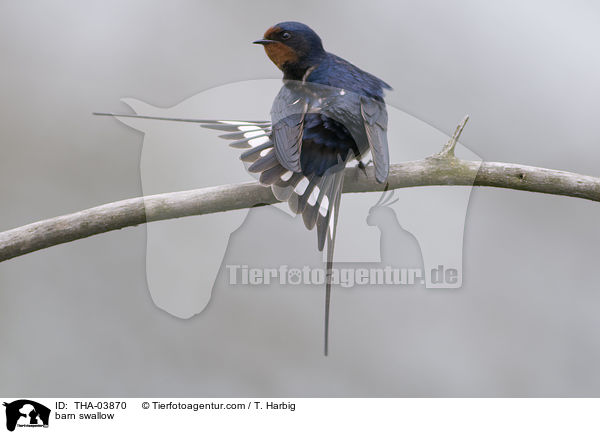 Rauchschwalbe / barn swallow / THA-03870