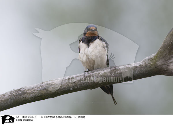 Rauchschwalbe / barn swallow / THA-03871