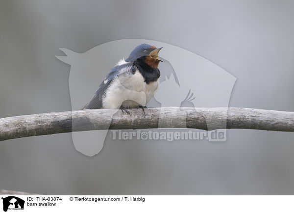 Rauchschwalbe / barn swallow / THA-03874