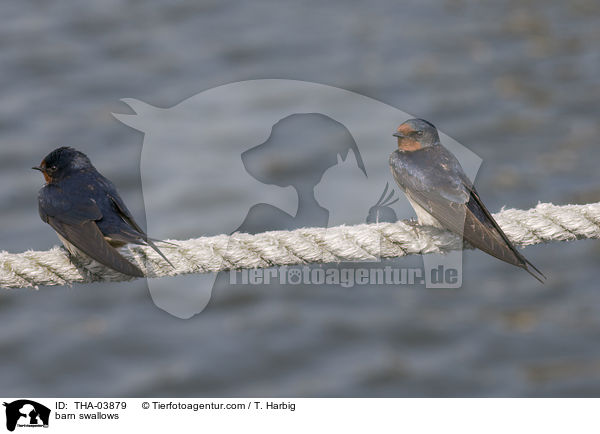 Rauchschwalben / barn swallows / THA-03879