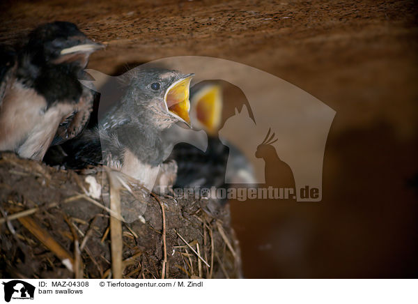 Rauchschwalben / barn swallows / MAZ-04308