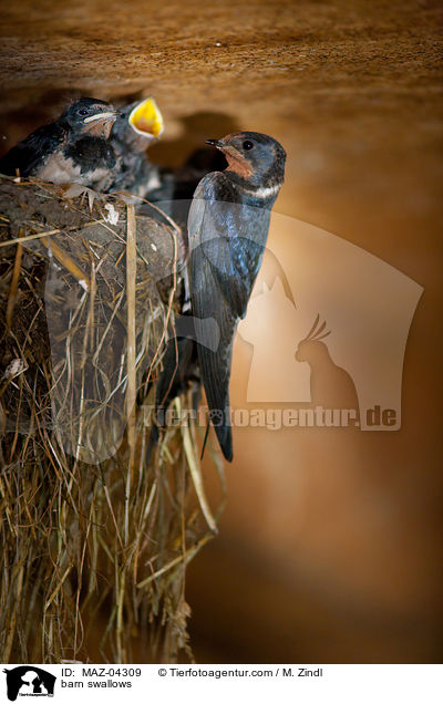 Rauchschwalben / barn swallows / MAZ-04309