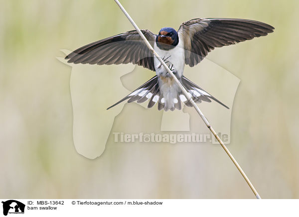 Rauchschwalbe / barn swallow / MBS-13642