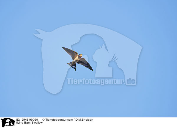 fliegende Rauchschwalbe / flying Barn Swallow / DMS-09060