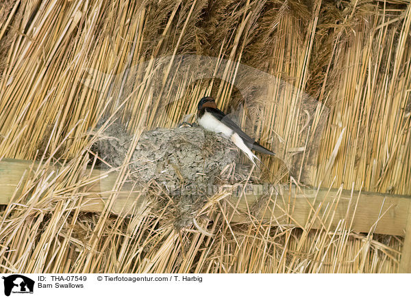 Rauchschwalben / Barn Swallows / THA-07549