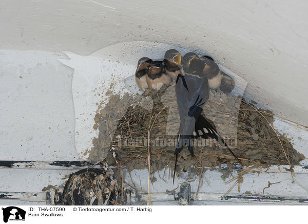 Rauchschwalben / Barn Swallows / THA-07590