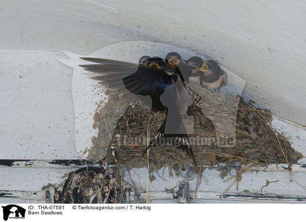 Rauchschwalben / Barn Swallows / THA-07591