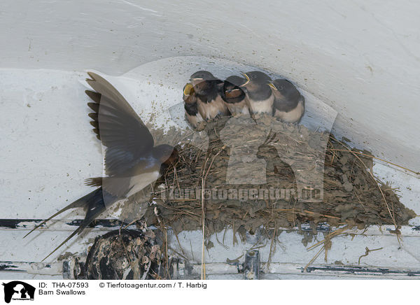 Rauchschwalben / Barn Swallows / THA-07593