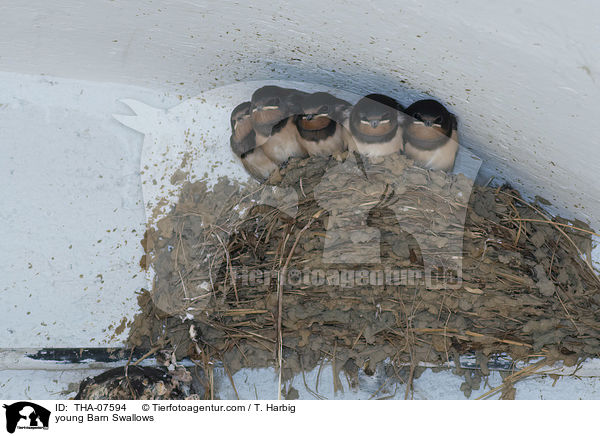 junge Rauchschwalben / young Barn Swallows / THA-07594