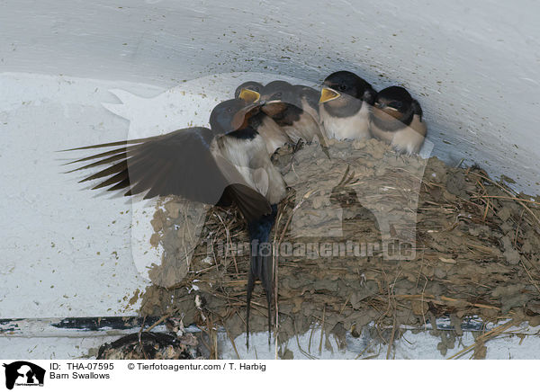 Barn Swallows / THA-07595
