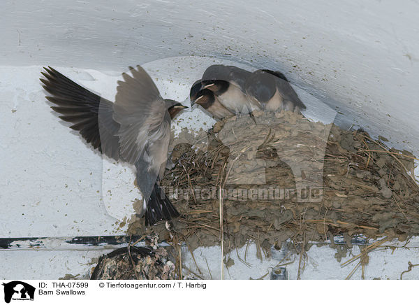 Rauchschwalben / Barn Swallows / THA-07599