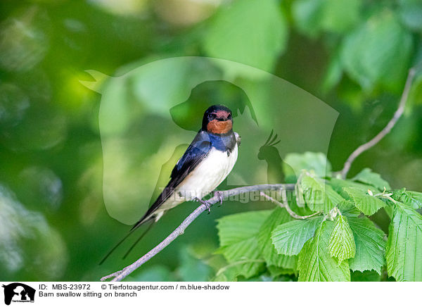 Barn swallow sitting on branch / MBS-23972