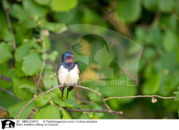 Rauchschwalbe sitzt auf Zweig / Barn swallow sitting on branch / MBS-23973