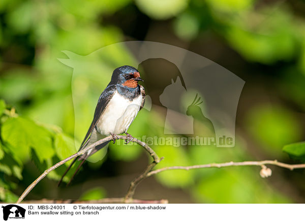 Rauchschwalbe sitzt auf Zweig / Barn swallow sitting on branch / MBS-24001