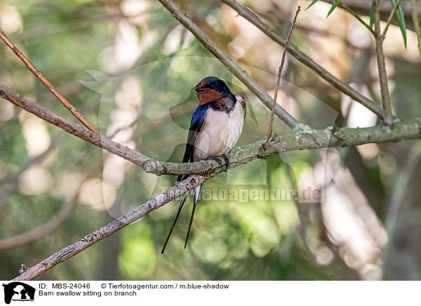 Rauchschwalbe sitzt auf Zweig / Barn swallow sitting on branch / MBS-24046