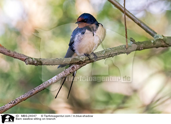 Rauchschwalbe sitzt auf Zweig / Barn swallow sitting on branch / MBS-24047